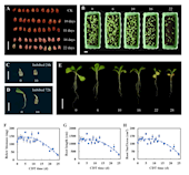 ​Frontiers in Plant Science|学院裴瑾/闫婕团队揭示红花种子衰老过程关键节点及其生物学机制，为药用植物种子保存与更新标准的建立提供依据