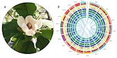彭成团队在Frontiers in Plant Science发表厚朴比较基因组解析其花香、耐寒性相关研究成果