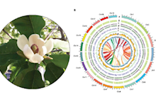 学院学者在《Frontiers in Plant Science》发表厚朴比较基因组解析其花香、耐寒性相关研究成果