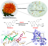 彭成、裴瑾教授团队在中药红花有效成分生物合成途径解析方面取得了新进展 