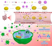 实验室在《Journal of Nanobiotechnology》发表姜黄素超分子微纳米口服递药系统研究成果